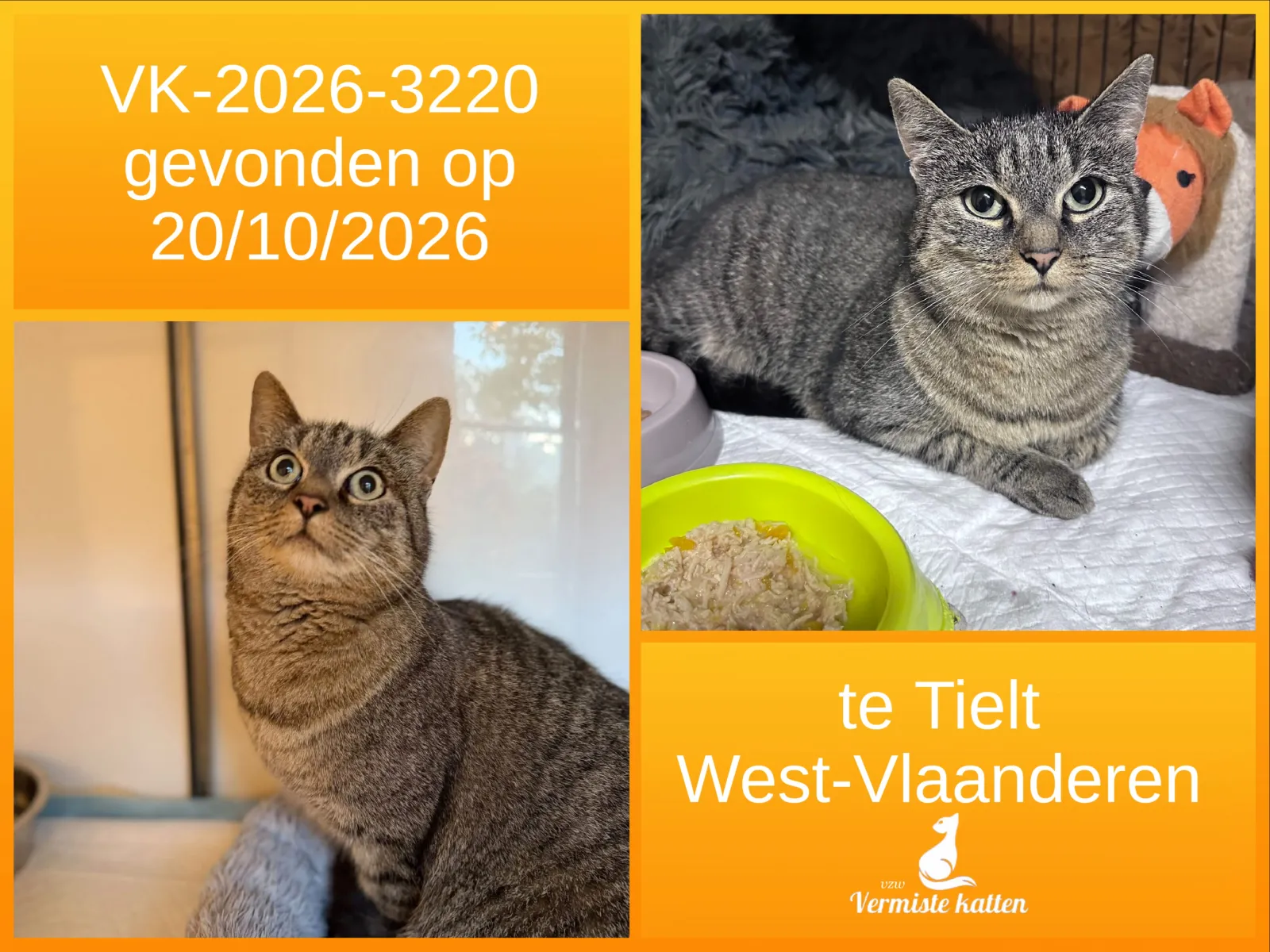 Gevonden kat