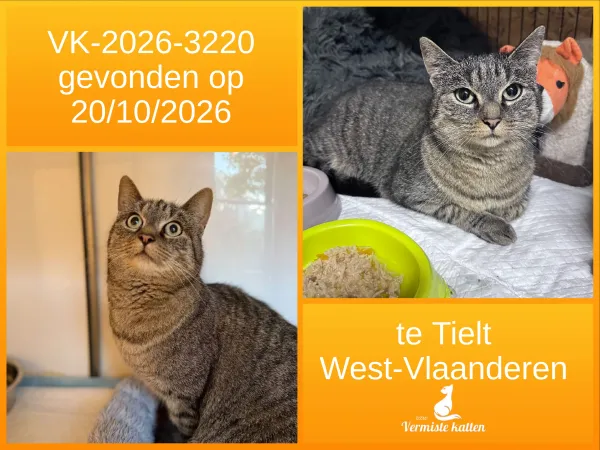 Gevonden kat