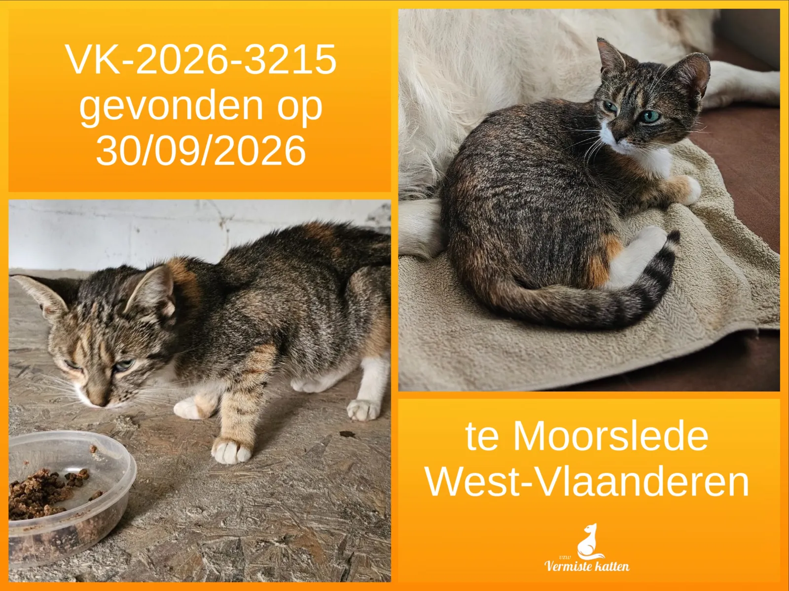 Gevonden kat