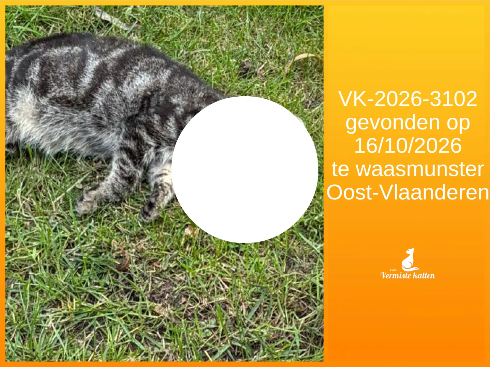 Gevonden kat