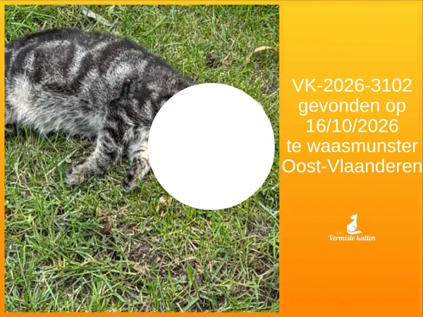 Gevonden kat