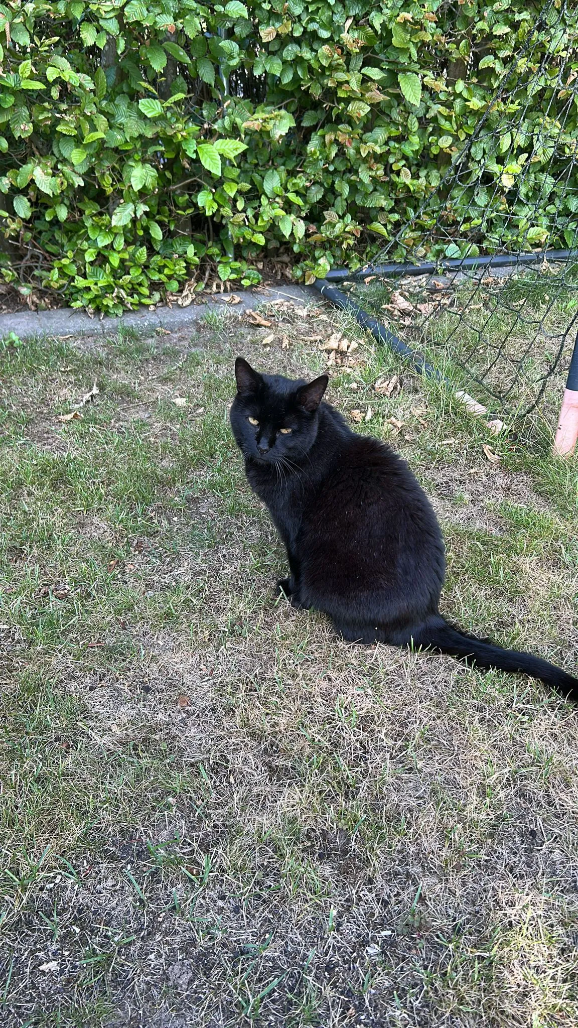 Finn