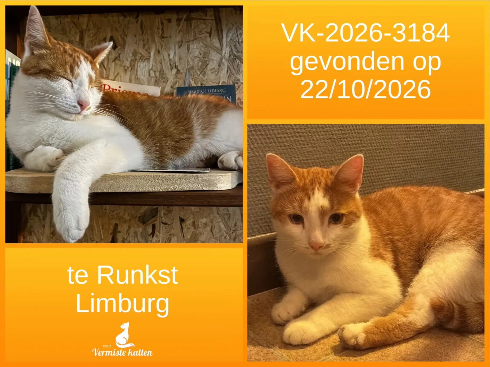 Gevonden kat