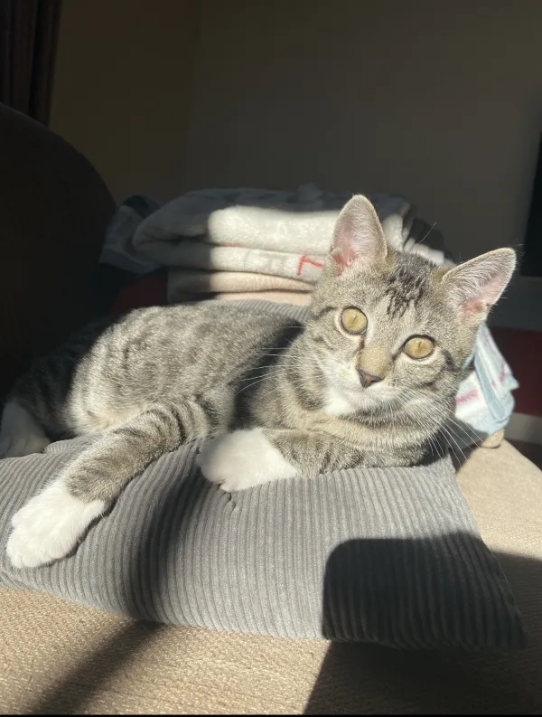 Lou
