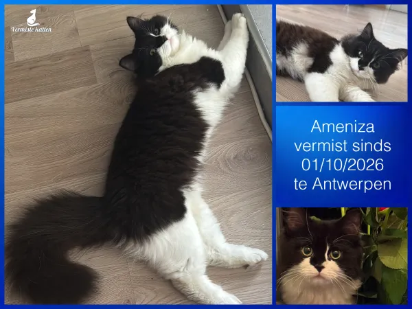 Ameniza 