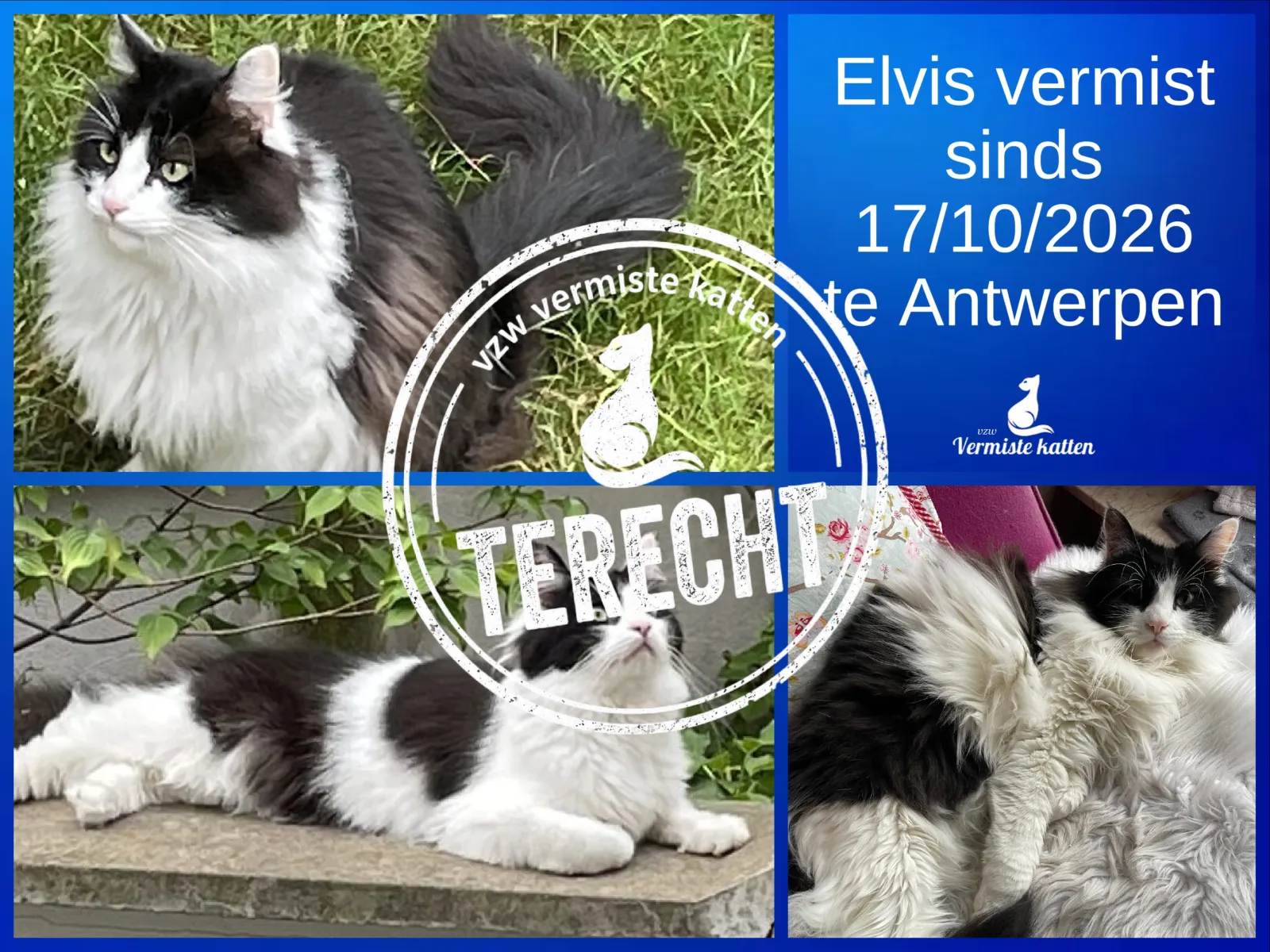 Elvis