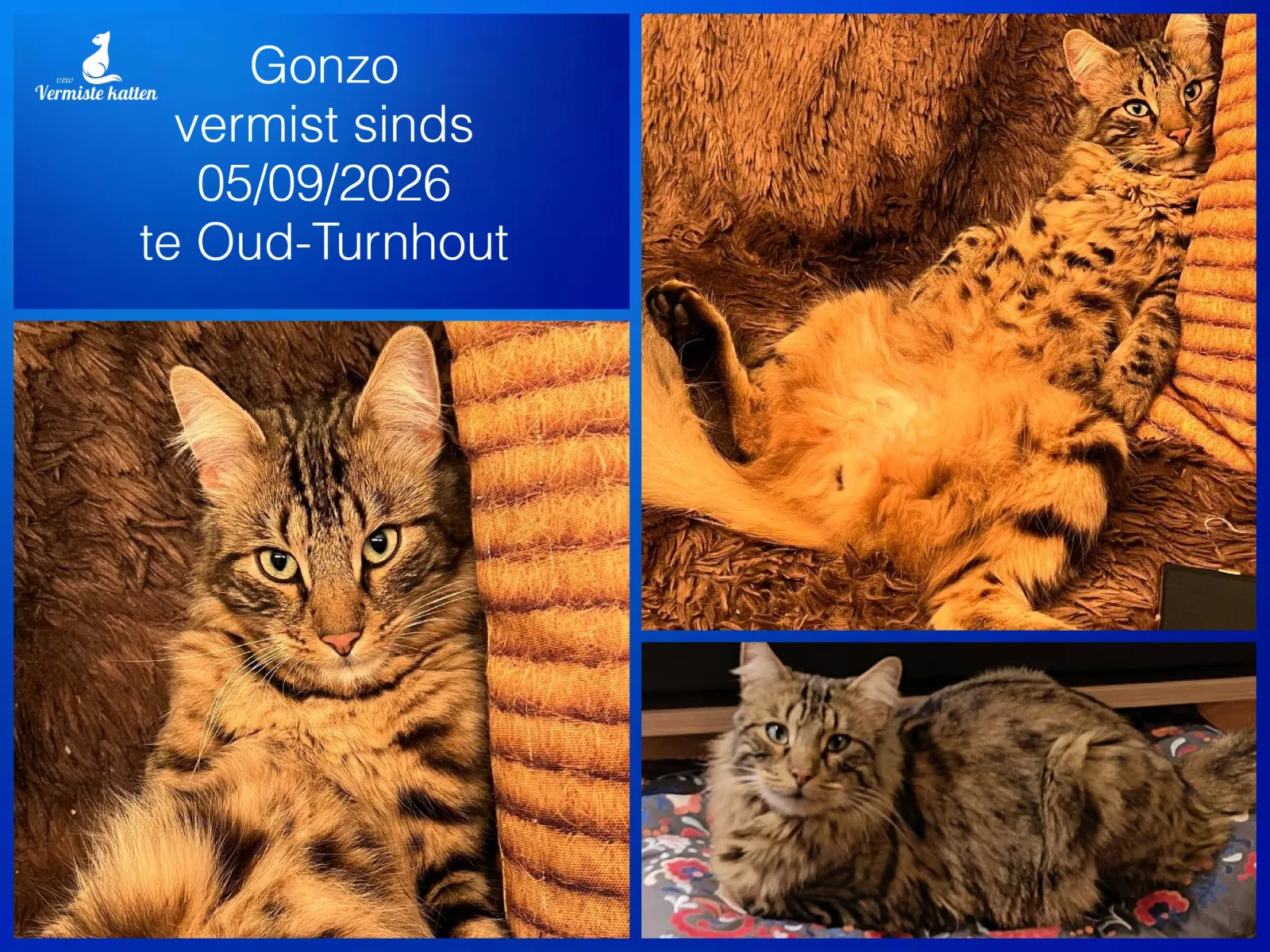 Gonzo