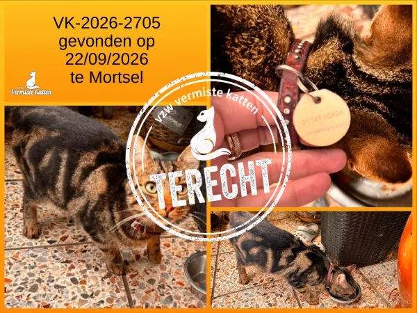Gevonden kat