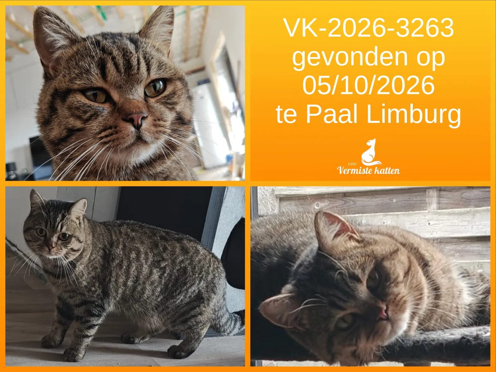 Gevonden kat