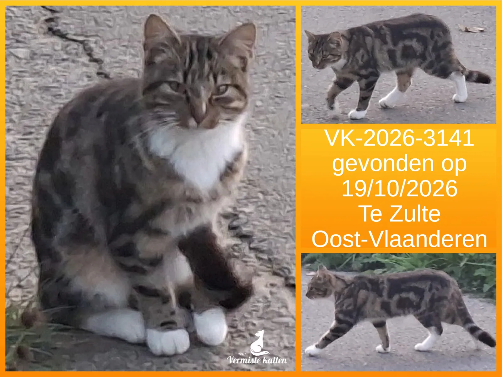 Gevonden kat