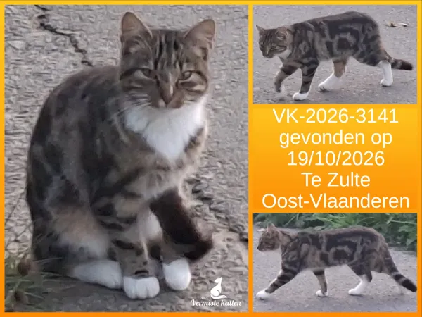 Gevonden kat