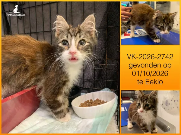 Gevonden kat