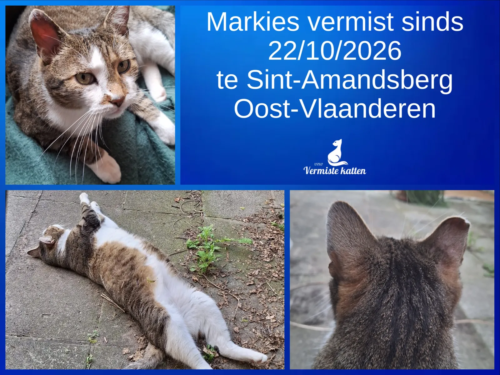 Markies