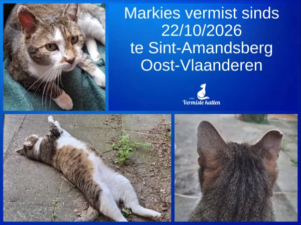 Markies