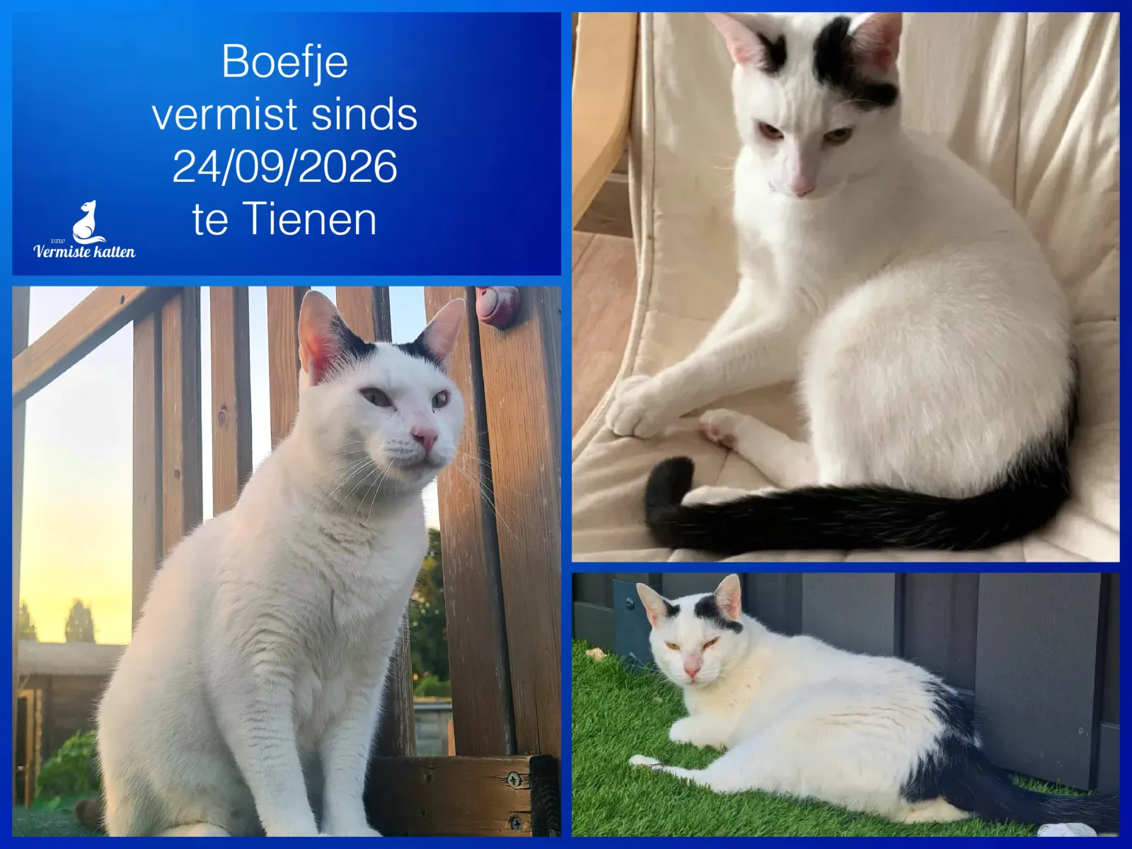 Boefje