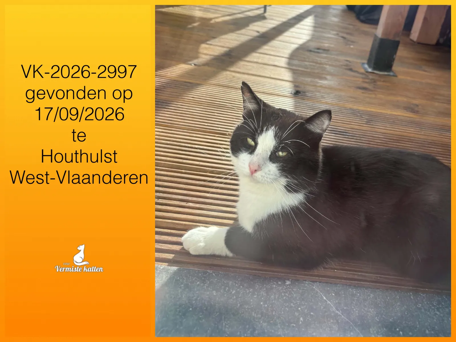 Gevonden kat