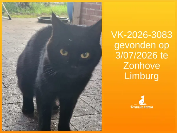 Gevonden kat