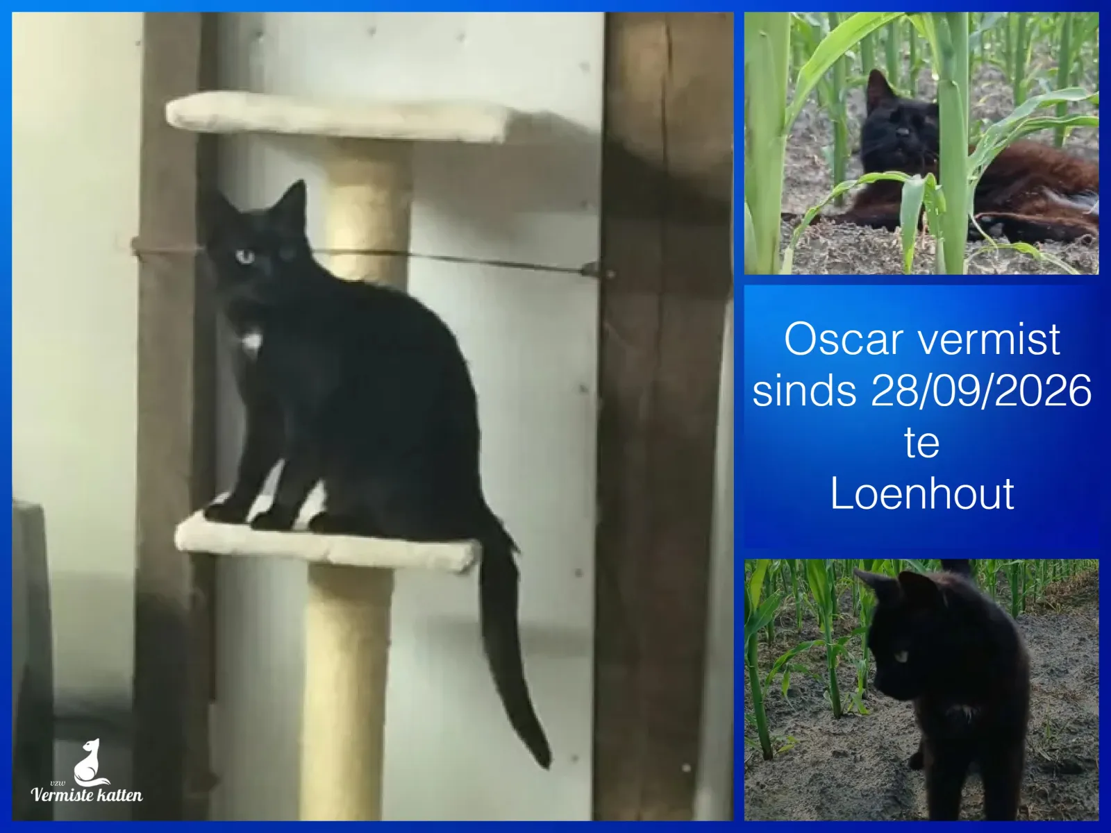 Oscar