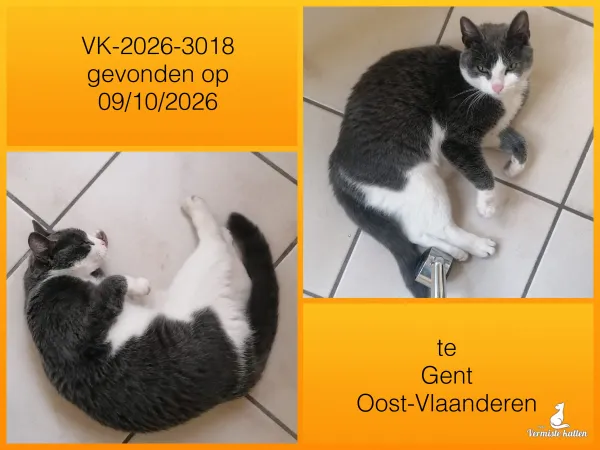 Gevonden kat