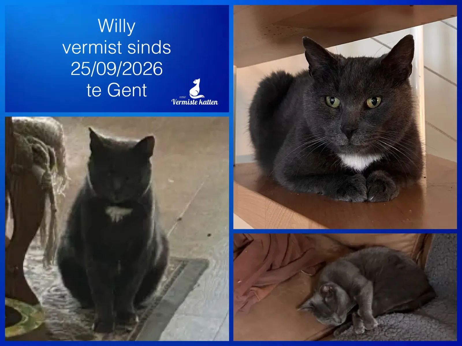 Willy