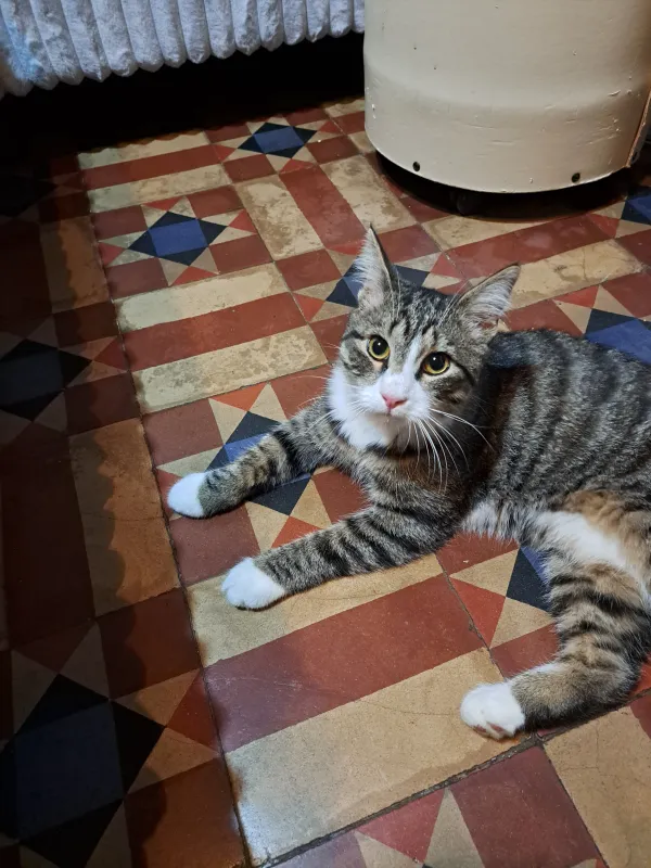 Gevonden kat