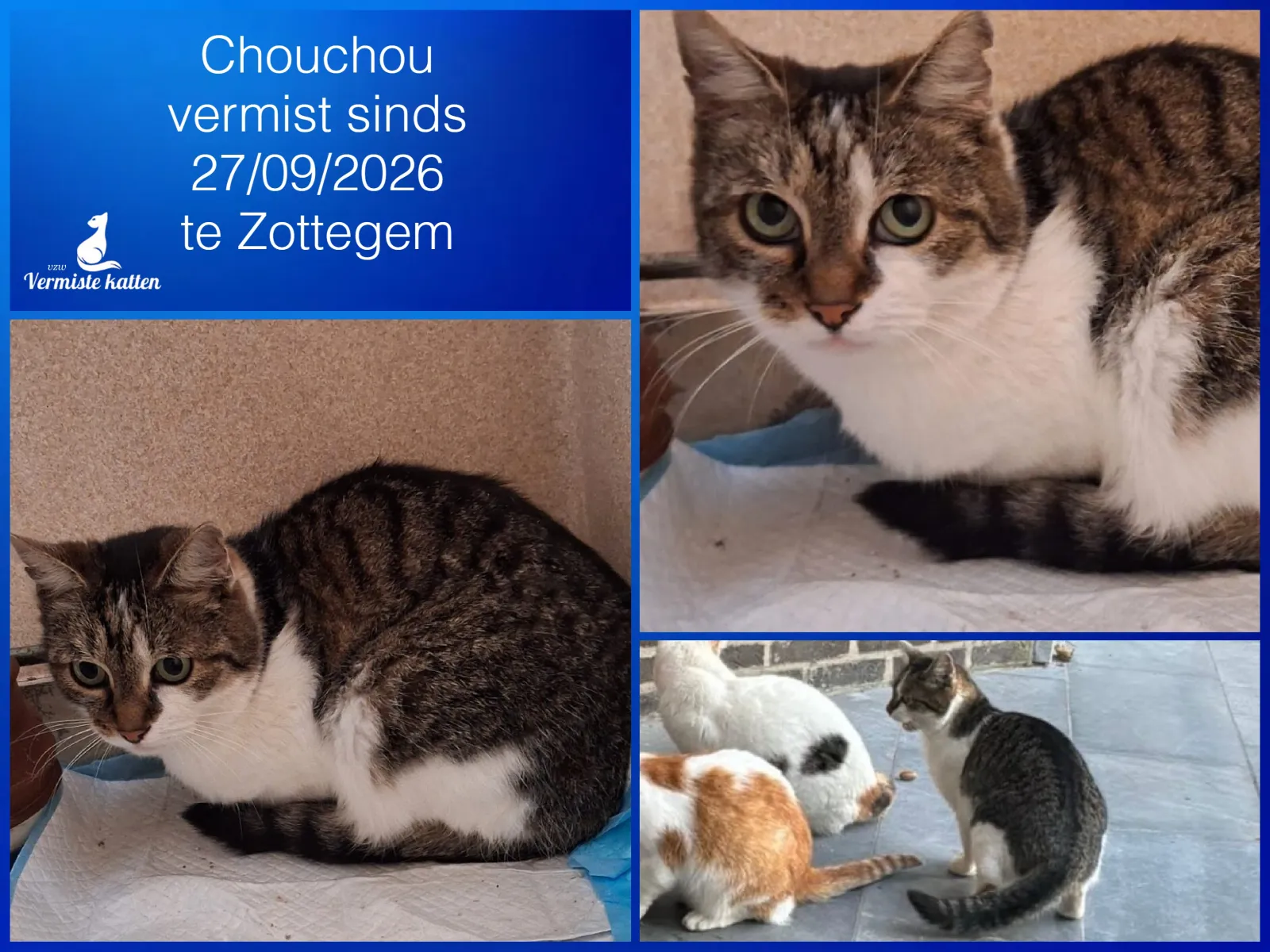 Chouchou