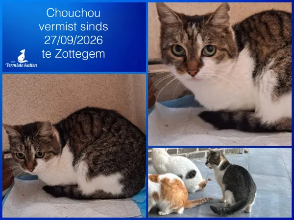 Chouchou