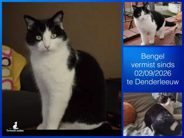Bengel