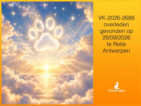 Gevonden kat