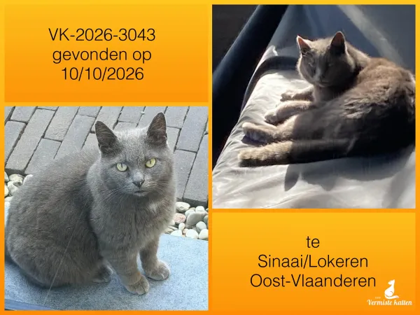 Gevonden kat