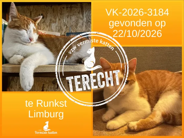Gevonden kat