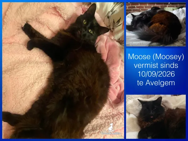 Moose/Moosey