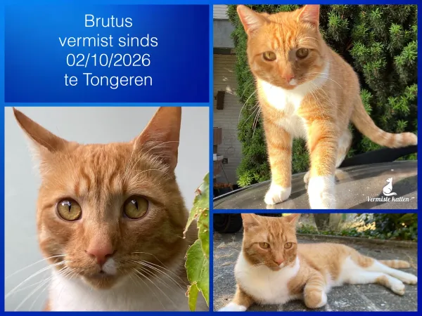 Brutus