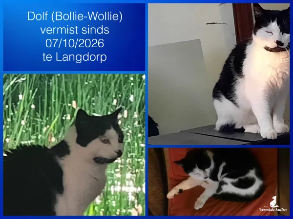 Dolf of Bollie-Wollie