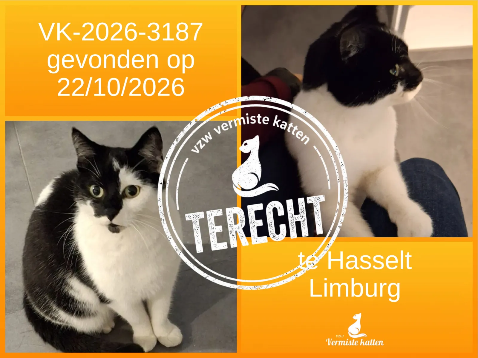 Gevonden kat