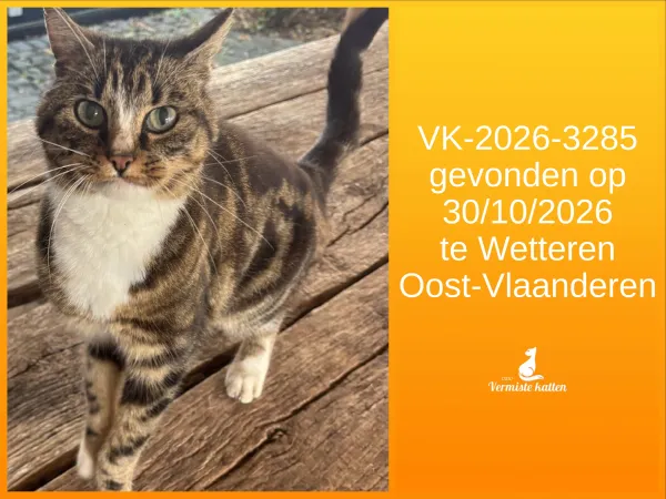 Gevonden kat