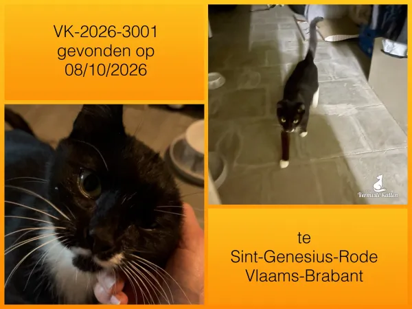 Gevonden kat