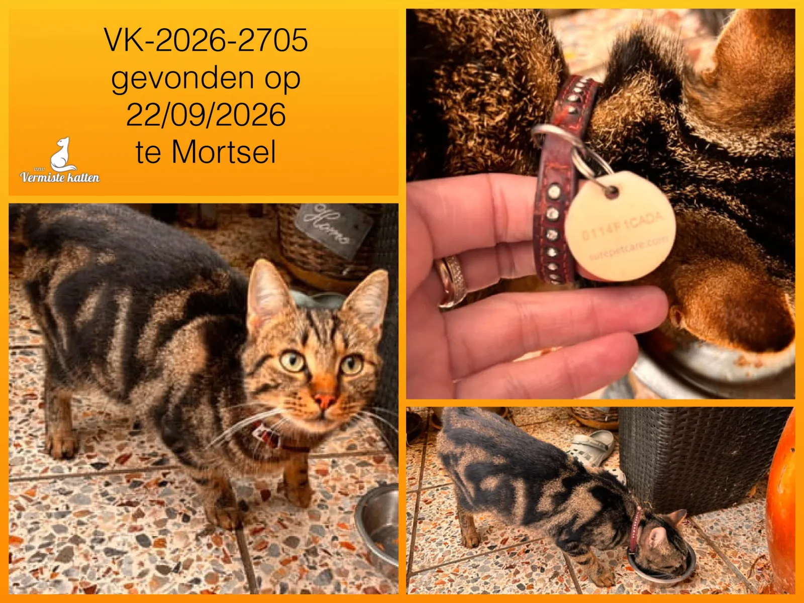 Gevonden kat