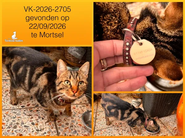 Gevonden kat