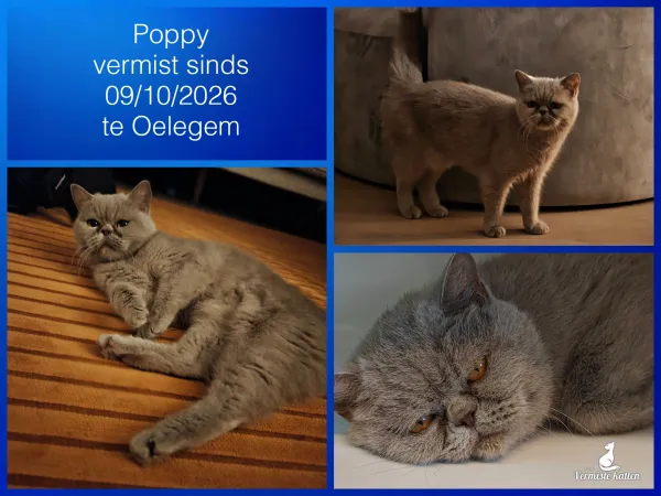 Poppy