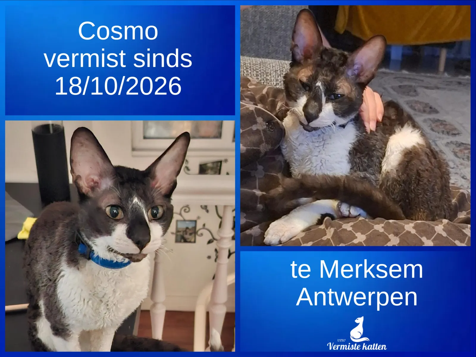 Cosmo