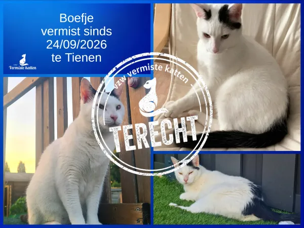 Boefje