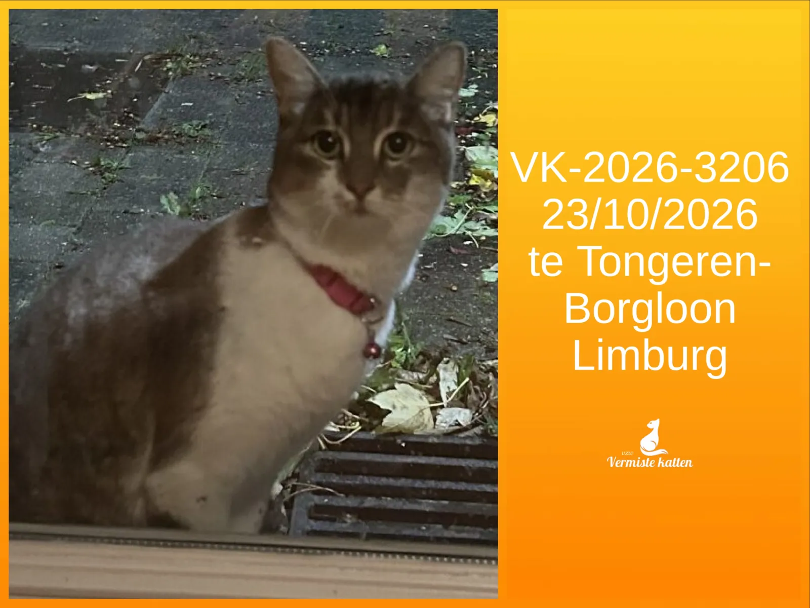 Gevonden kat