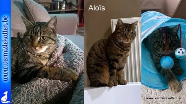 Aloïs