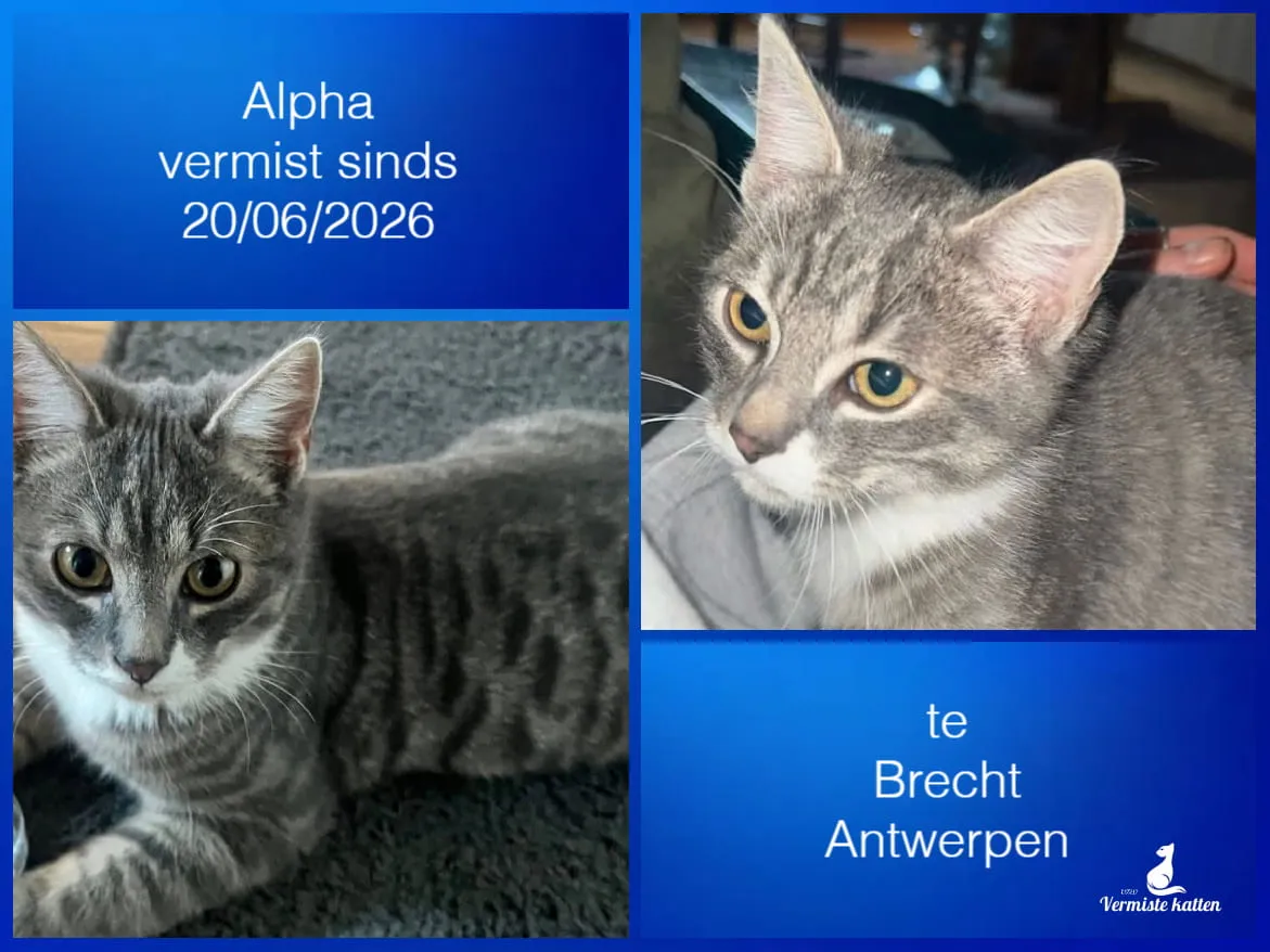 Alpha