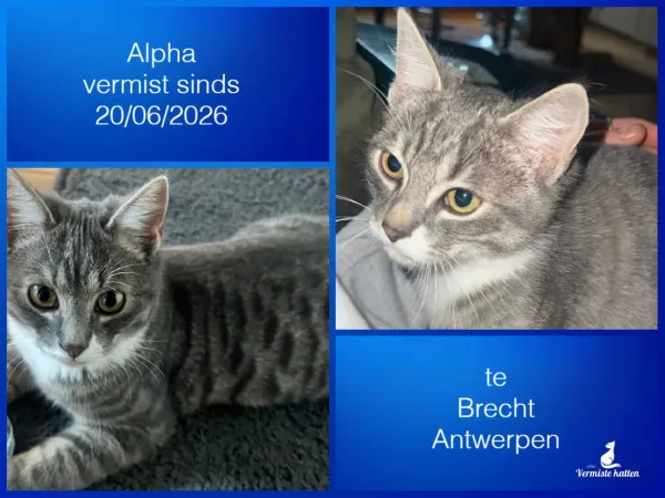 Alpha