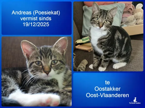 Andreas (luistert niet naar zijn naam, wel naar ‘Poesiekat’)