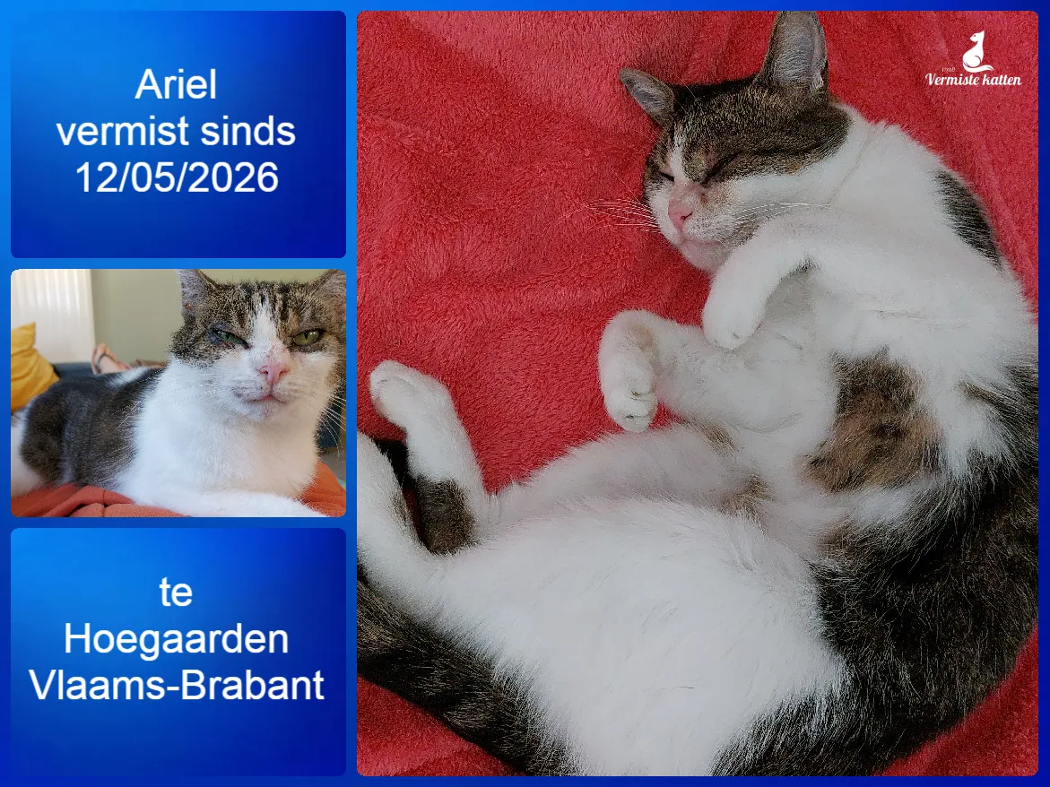 Ariel