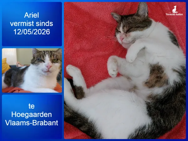 Ariel