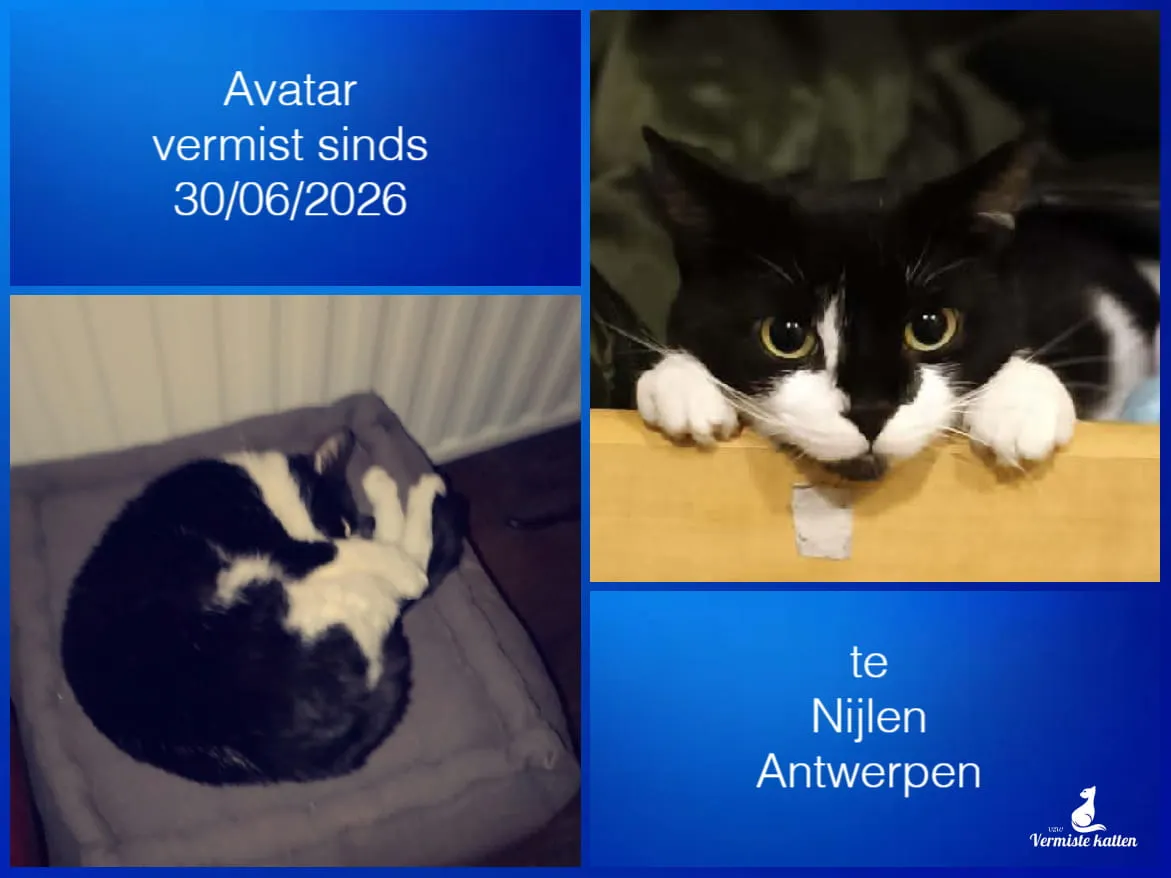 Avatar
